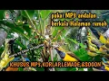 Download Lagu suara pikat burung kecil kemade, korlap dan sogon ampuh ❗ MP3 andalan auto panen banyak