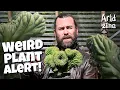Download Lagu Nature’s most beautiful mutants: crested cacti