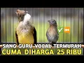 Download Lagu HARGA SERBA 25 RIBU SERASA PUNYA BURUNG SULTAN CUCAK JENGGOT INI BESETNYA KASAR KALO SUDAH BUNYI