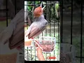 Download Lagu Prenjak gacor #birds #burung #prenjak #prenjakgacor #tweet #suaraburung #suaraprenjak #2023 #burung