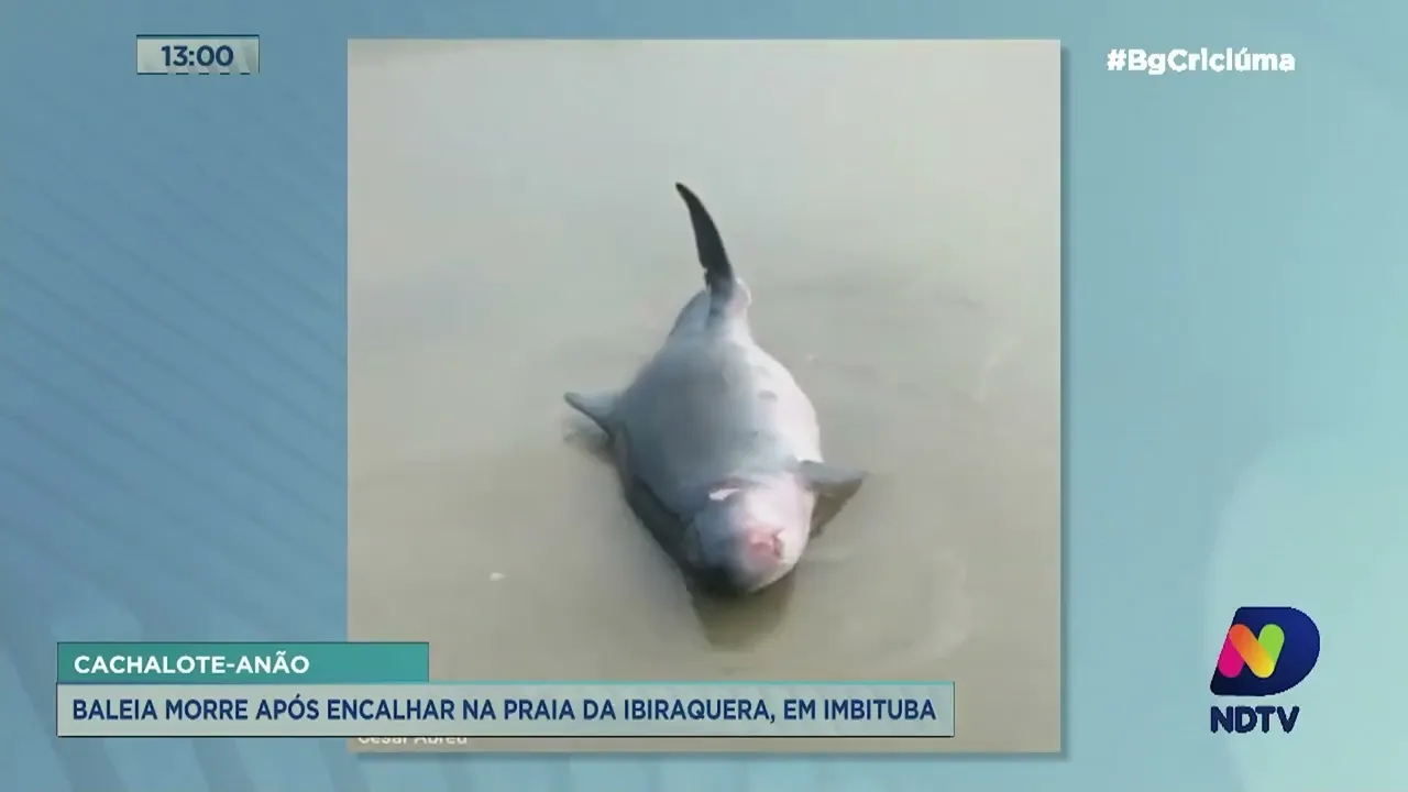Cachalote-anão morre após encalhar na praia de Ibiraquera em Imbituba