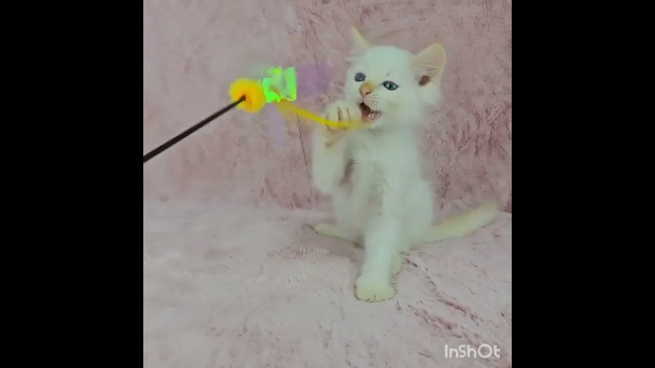動画