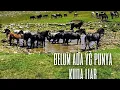 Download Lagu Kuda liar bergerombol