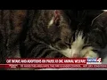 Cat intake and adoptions on pause in OKC animal welfare