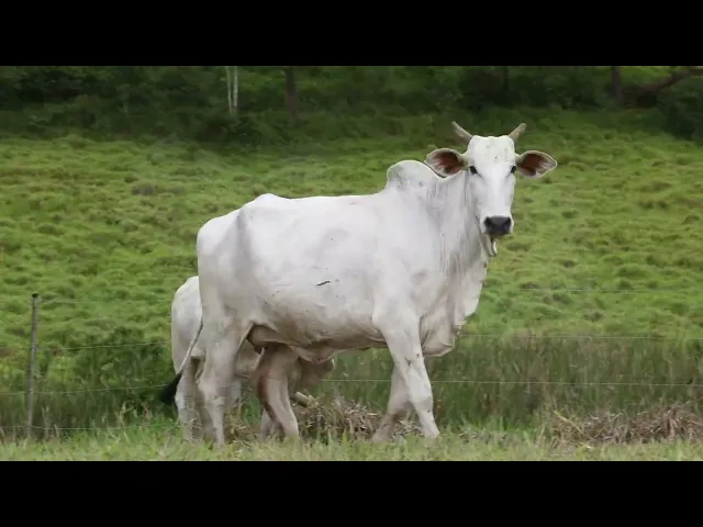 Matriz Nelore ACSM - 141