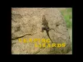 Growing Up Wild Leaping Lizards
