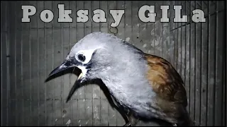 kasih satu ulat burung ini langsung gacor full berisik masteran poksay mantel terbaru 