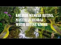 KOLIBRI MANGAR, WICEH , KORLAP BETINA . MASTERAN TERBAIK FULL GACOR NYECREET
