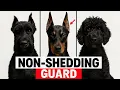 The Best Non-Shedding Guard Dog Breeds