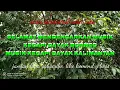Download Lagu Musik kecapi dayak