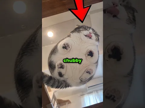 Never Get a Chubby Cat 🐈
