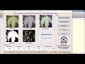 Matlab Code for Cotton Leaf Disease Detection using Image Processing