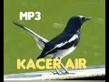 Download Lagu Mp3 suara pikat kacer air gacor cocok untuk di jadikan masteran