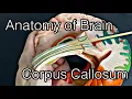 Anatomy of brain corpus callosum English