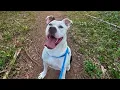 Charlotte animal shelter reached crisis levels