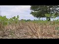 St Peters farmers hoping for rain after dry summer