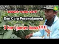 Download Lagu Budidaya terong lalap dan cara perawatan nya #budidayaterong