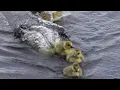 Pike Attacking Ducks Compilations