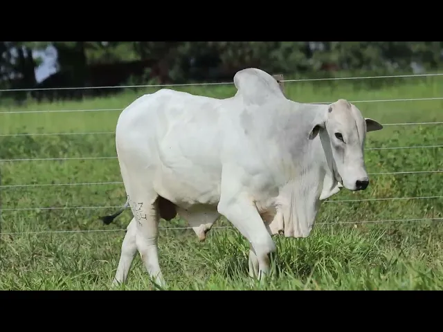 Touro Nelore ROZZ - 2394