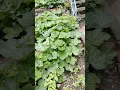 Download Lagu green beauty of kids garden school maloch Kabal swat Ali Akbar swatbaba official #youtubeshorts.
