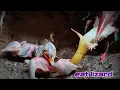 Download Lagu ANAK KELAPARAN ‼️ INDUK KURANG AJAR KEPADA ANAKNYA 