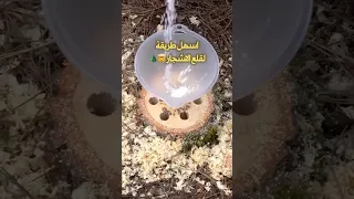 طريقة قلع الشجرة مع جذورها بسهولة الطريقة بالوصف شجره زراعة فلسطين 