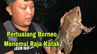 Download Raja Katak Seberat 1.5KG Di Temui Di Hutan Rimba,King Of Frog,Pertualang Borneo. MP3