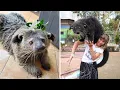 Binturong It SMELLS Like Popcorn