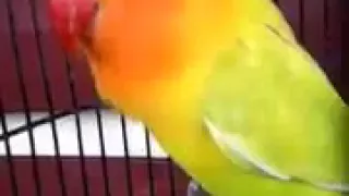 lovebird ngetik singkat konslet panjang tanpa jedah