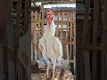 Download Lagu morning alarm, suara ayam berkokok || Panggilan suara ayam #shortsviral #shamo #ayambangkok