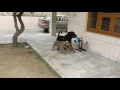ROTTWEILER vs PITBULL temperaments FLARING
