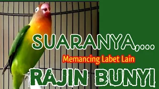 burung lovebird memanggil disertai ngekek suaranya bisa memancing labet lain rajin bunyi