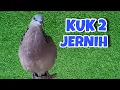 Download Lagu Derkuku Djawa Gacor Kuk 2 Jernih, Cocok Buat Pancingan Derkuku Malas