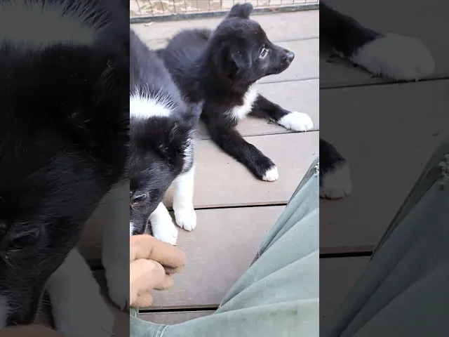 動画