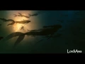 Download Lagu Pirates of the Caribbean - Jolly Sailor Bold (GERMAN/DEUTSCH)
