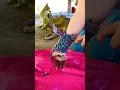 Download Lagu Ticks cling to my hand😭😭😭🥶😱😱#tick #navidad #nature #funny #shots