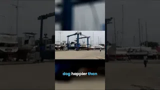 Is My Boat Dog Watching Dolphins or Snacks? 🐶🐬