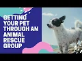 Getting Your Pet Through An Animal Rescue Group 2021