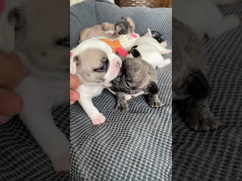 Frenchie kisses got out of hand. 😭😂