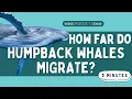 How Far Do Humpback Whales Migrate Animal Facts for Kids