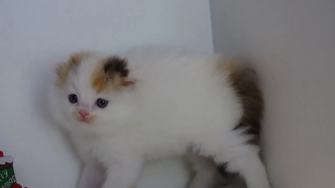 動画