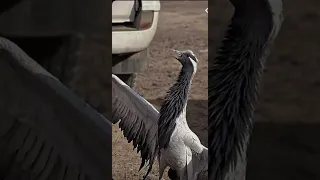 صيد الكرك مابه تفيخر ولولاش شعر قصيد قصائد شعرية 