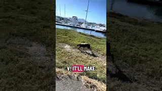 #fyp #dream #doberman #pets #youtube