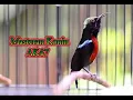 Download Lagu Masteran Konin Nembak AK47