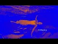 Parra For Cuva, orbit - Pinie (Sebastian Legier Remix)