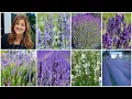 Top 7 Most Popular Varieties of Lavender Lavender Basics Garden Answer