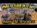 Spore to Flush in 12 Days No Grain PooCake TEK