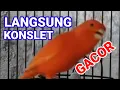 Download Lagu kenari ngerol durasi panjang nembak rapat jernih, kenari muda jadi cepat gacor full isian