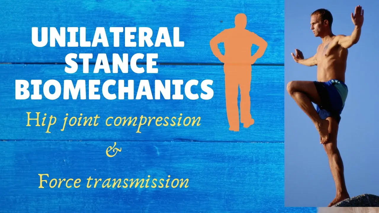 Unilateral Stance  -( Forces &Joint Compression # Hip Biomechanics)