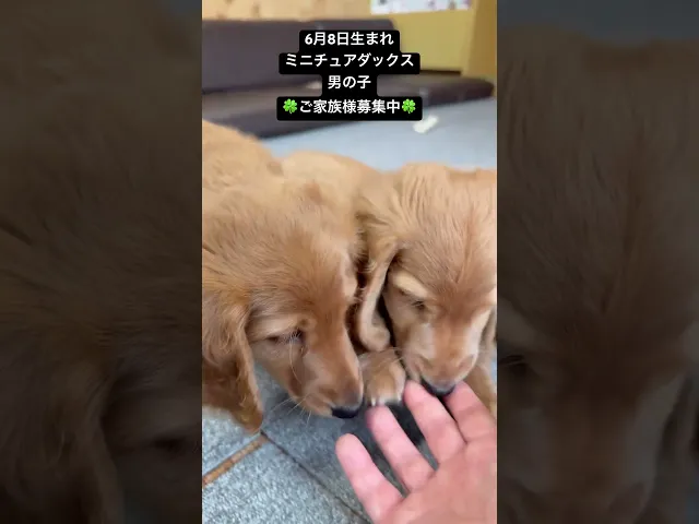 動画